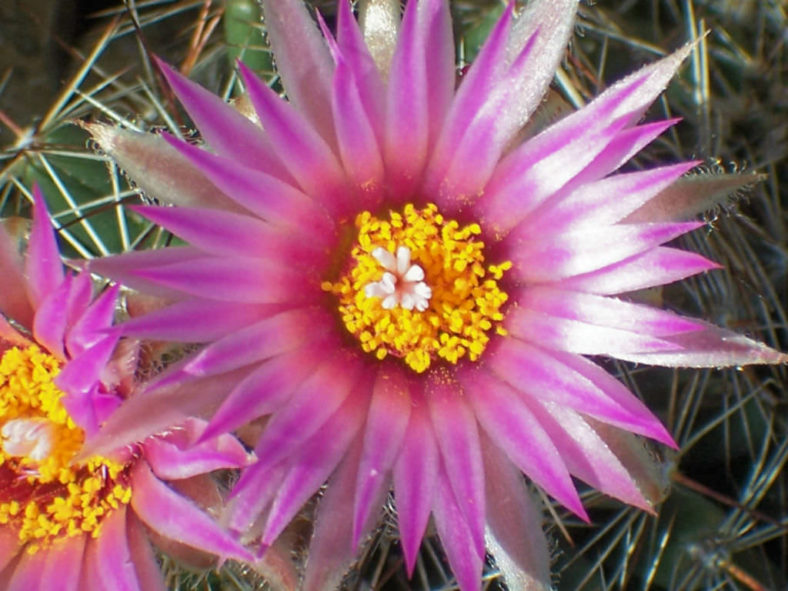 Escobaria vivipara - Beehive Cactus Viviparous Foxtail Cactus