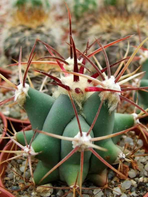 Ferocactus emoryi - Emory's Barrel Cactus
