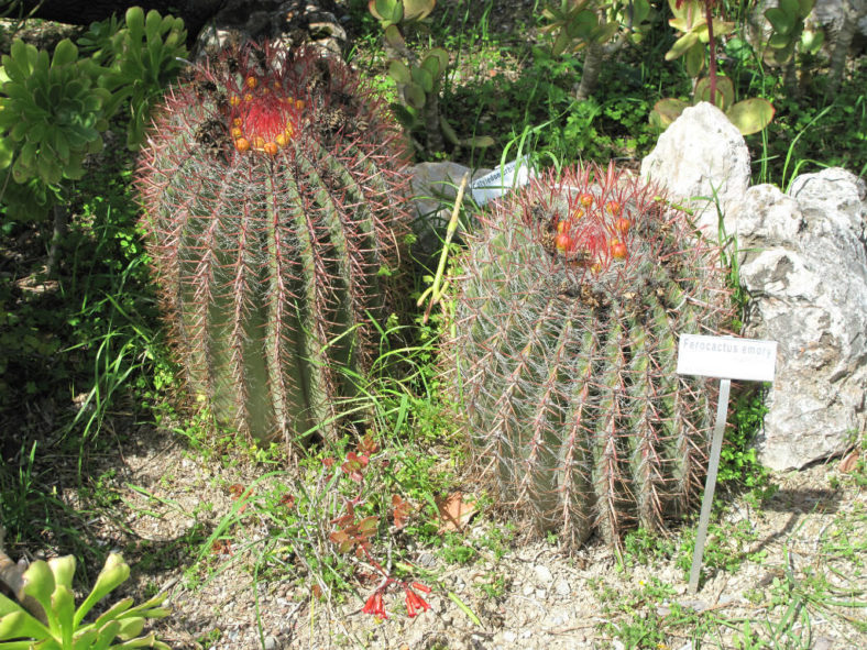Ferocactus emoryi - Emory's Barrel Cactus