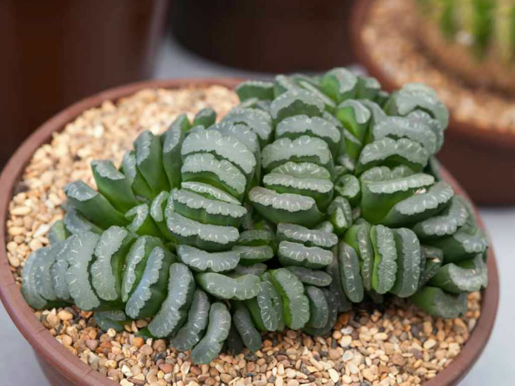 Haworthia truncata (Horse's Teeth)