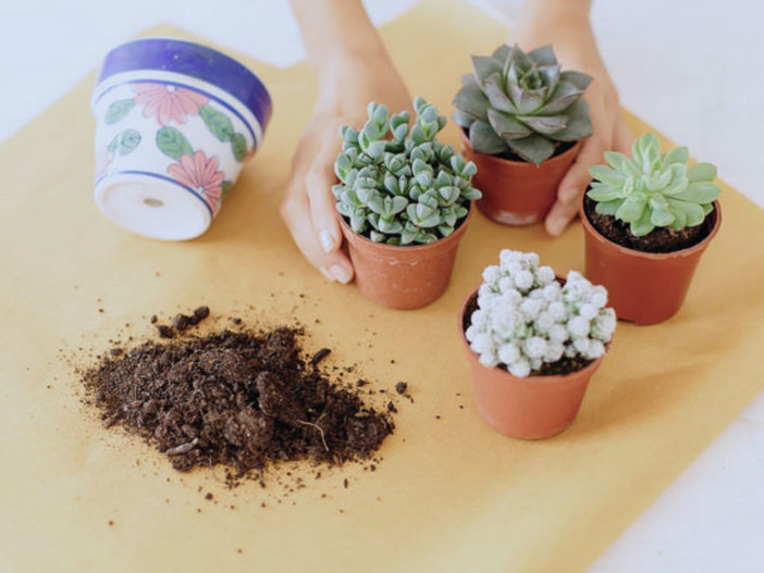 How to Repot Cacti and Succulents World of Succulents