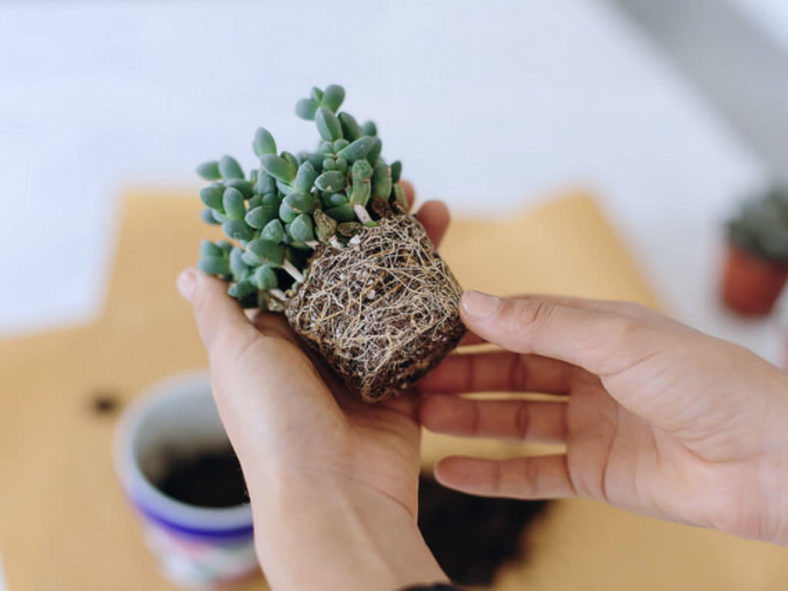 How to Repot Cacti and Succulents