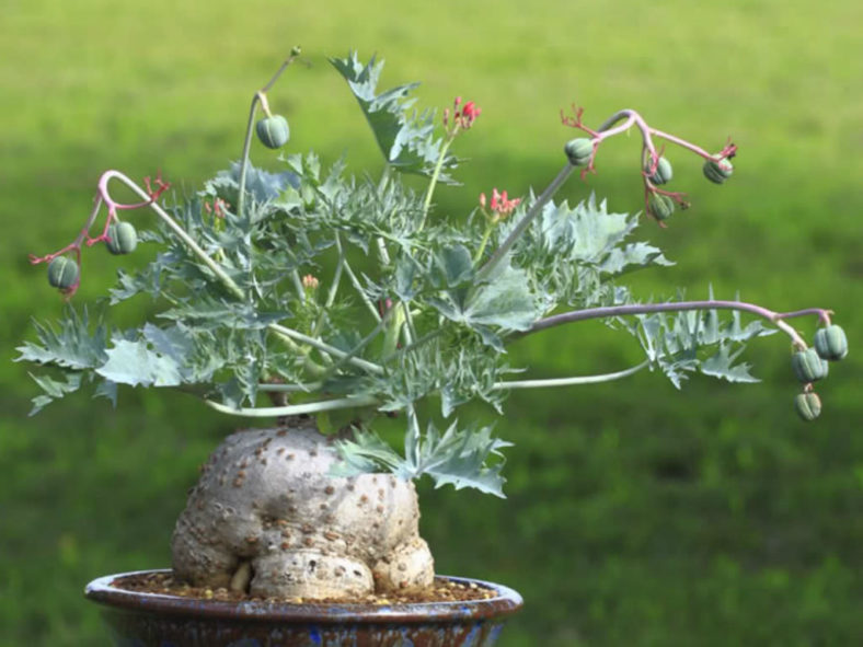 Jatropha berlandieri