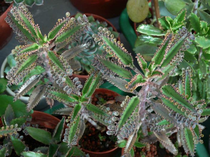 Kalanchoe × houghtonii (Houghton's Hybrid)