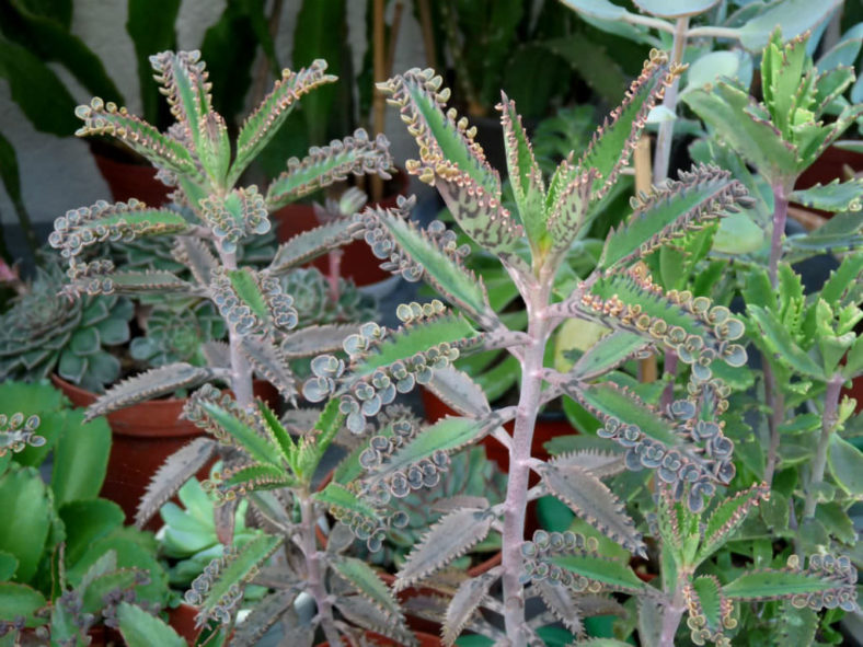 Kalanchoe × houghtonii (Houghton's Hybrid)