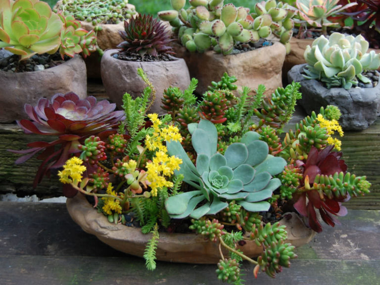 8 Foolproof Ways to Keep Your Succulents Alive - World of Succulents
