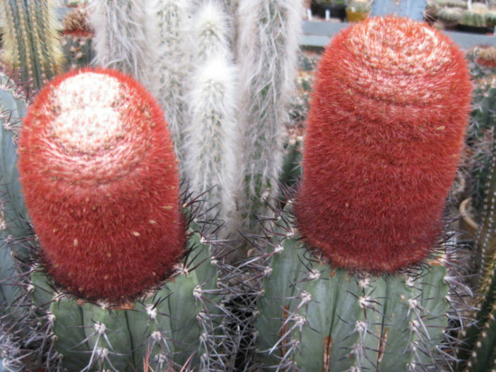 seed cacti cactus 20 SEEDS Melocactus neryi variegated 