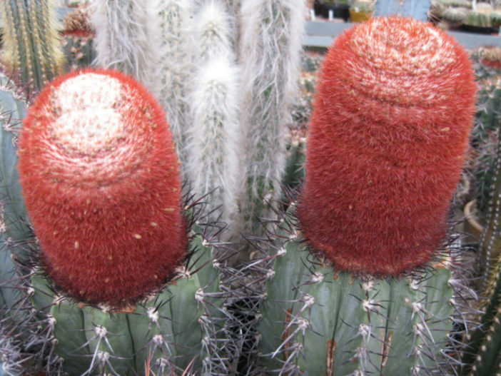 Melocactus