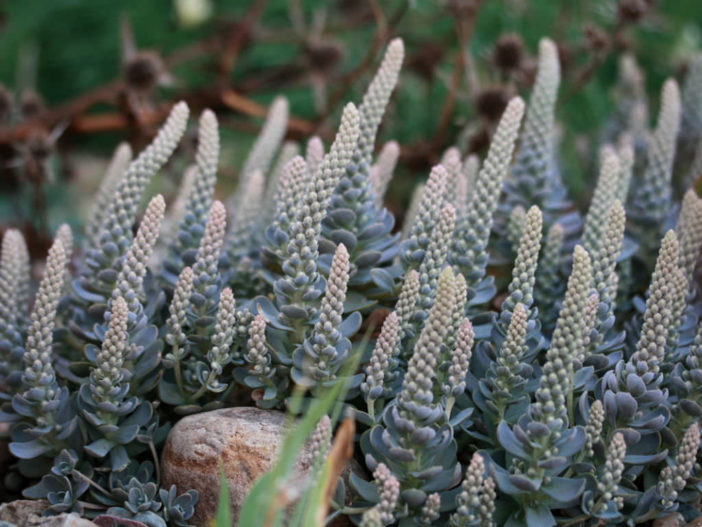 Orostachys boehmeri