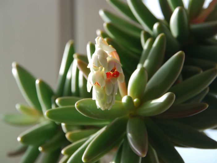 Pachyphytum viride