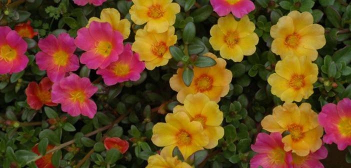 The Ultimate Guide To How To Grow Purslane Seeds