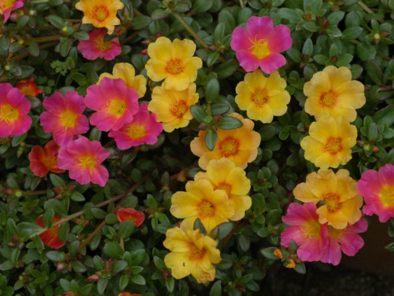 Portulaca