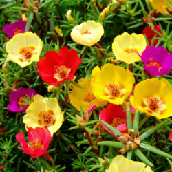 Portulaca Grandiflora Moss Rose World Of Succulents