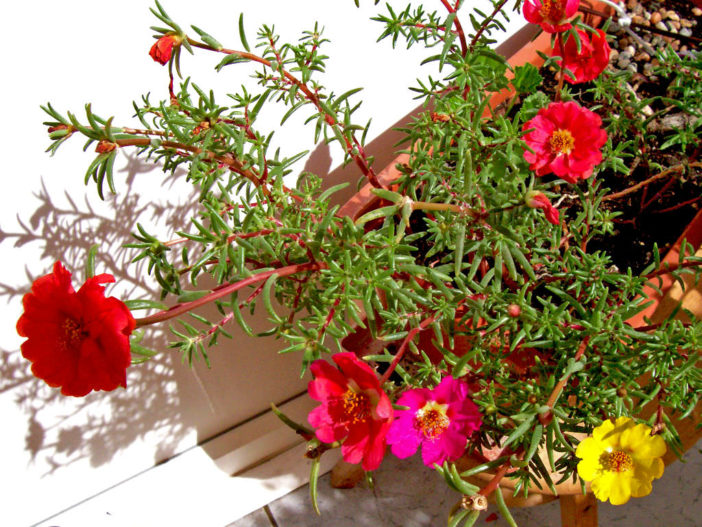 Portulaca Grandiflora Moss Rose World Of Succulents