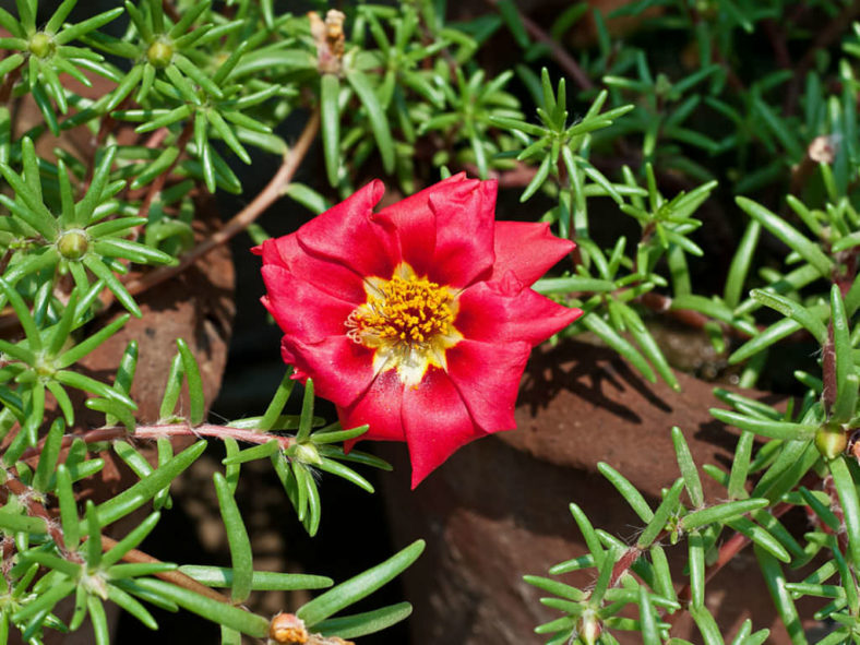 Portulaca grandiflora (Moss Rose)