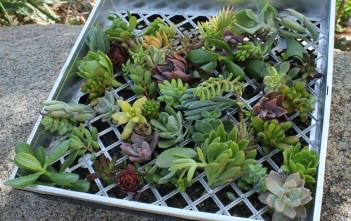 Secrets to Success When Propagating Succulent Plants Propagating Succulent Plants