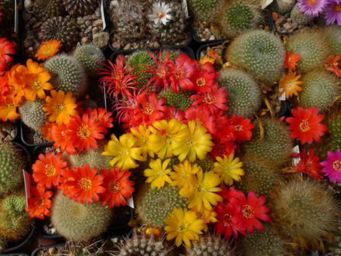 Grow and Care Rebutia