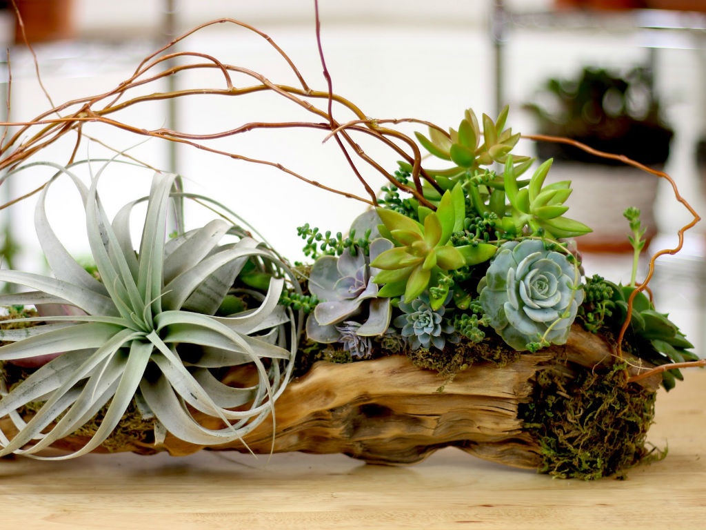 Succulents in a Driftwood Planter
