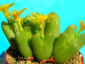 Conophytum bilobum (Living Pebble) - World of Succulents