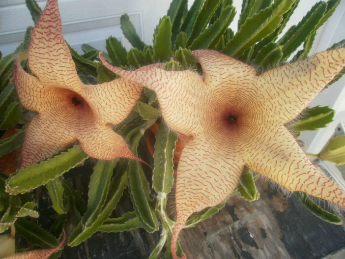 Stapeliads