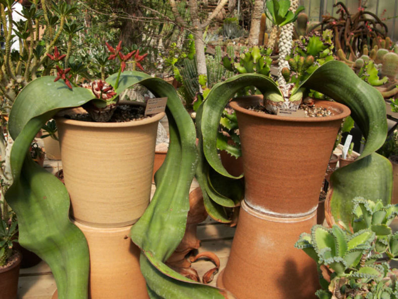 Grow and Care Welwitschia mirabilis