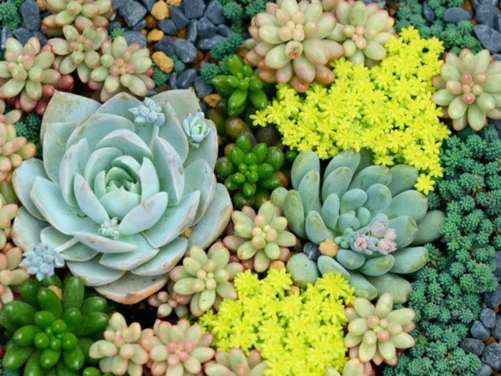 World of succulents