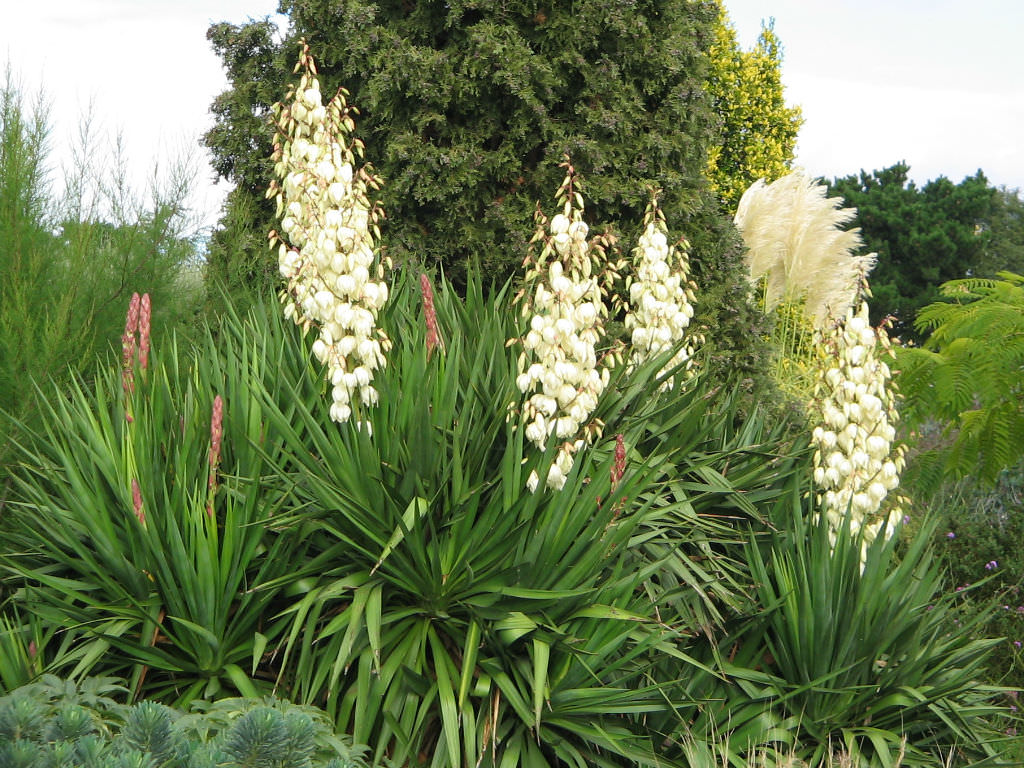 How to Grow and Care for Yucca World of Succulents