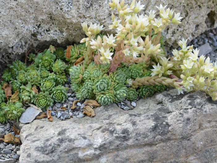 Grow and Care Rosularia (Rosularia rechingeri)