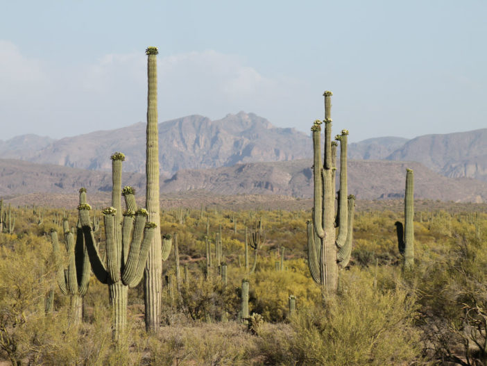 Carnegiea gigantea - Saguaro Cactus