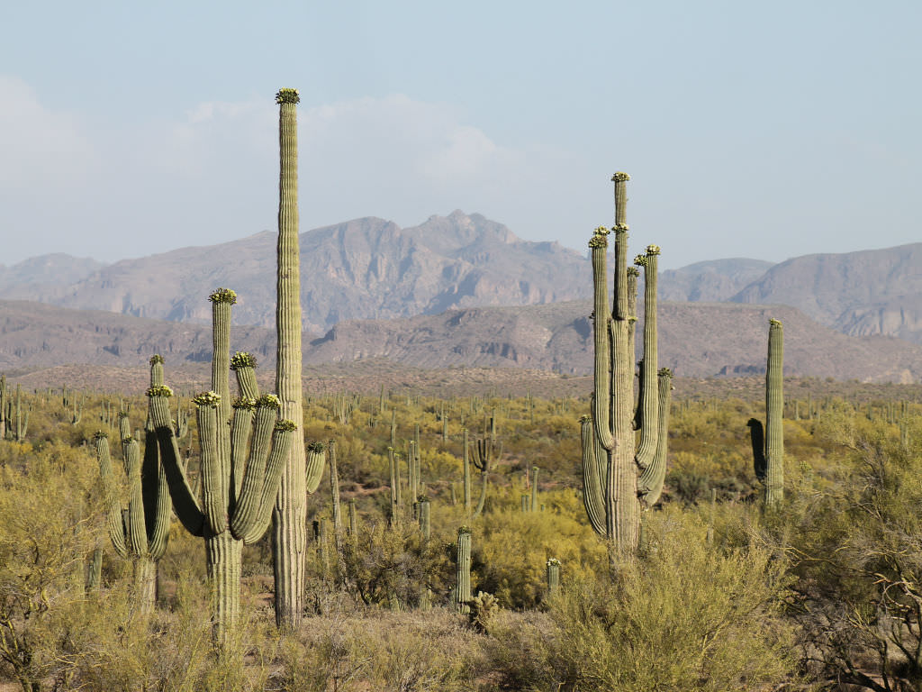 Cardon: The Tallest Cactus in the World | World of Succulents