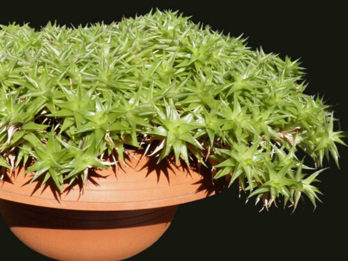 Grow and Care Deuterocohnia