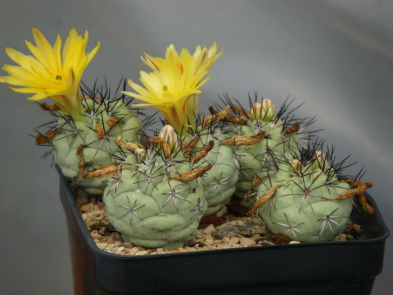 Ortegocactus macdougallii