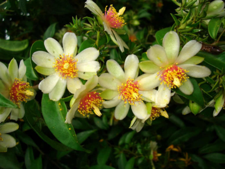 Pereskia aculeata