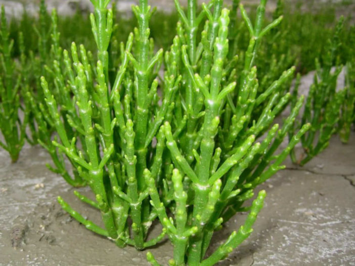 Salicornia europaea - Common Glasswort