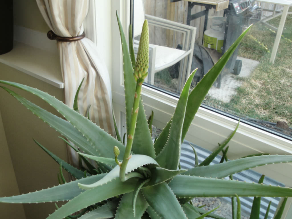 How To Force An Aloe Vera To Bloom World Of Succulents   Aloe Vera 