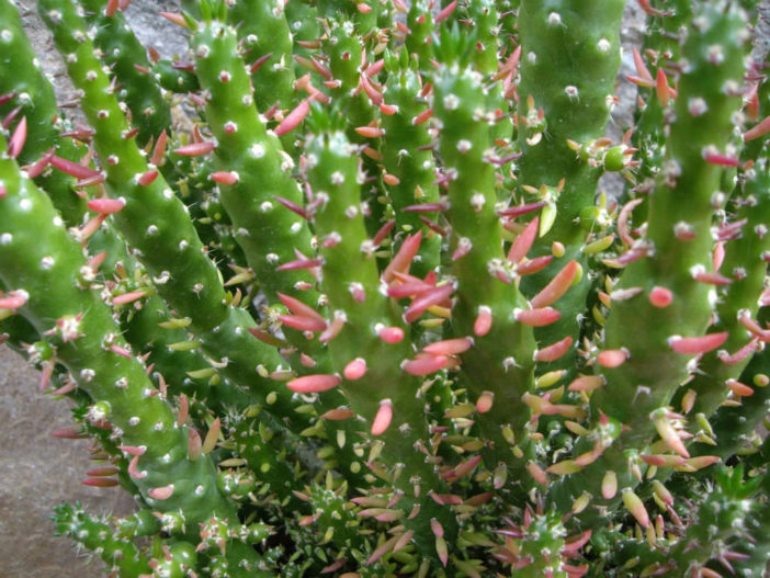 Austrocylindropuntia subulata f. monstrosa ابونتيا سوبولاتا مونستروسا Austrocylindropuntia-subulata-f.-monstrosa-Christmas-Tree-Cactus2-702x527