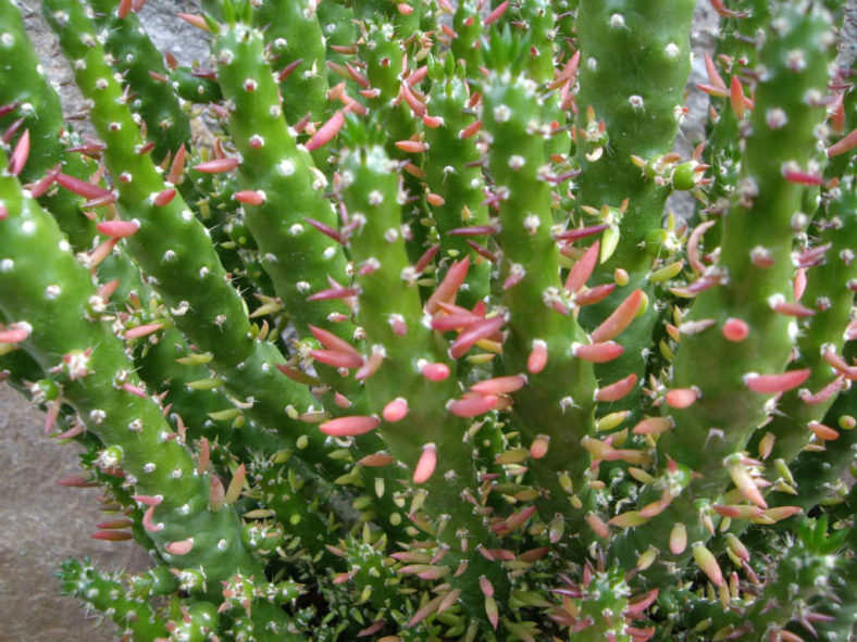 Austrocylindropuntia subulata 'Monstrosa' (Christmas Tree Cactus)