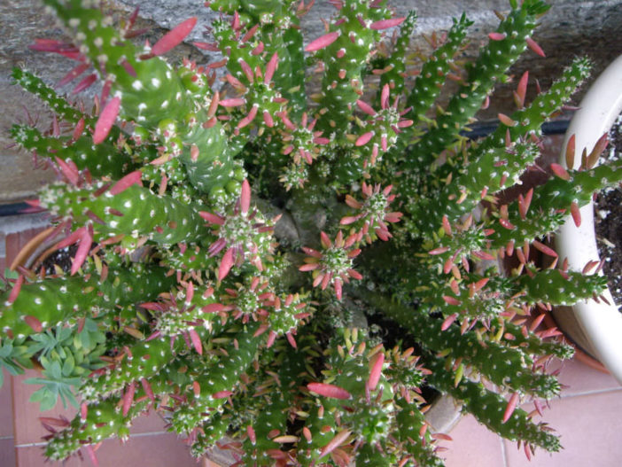 Austrocylindropuntia subulata 'Monstrosa' - World of Succulents