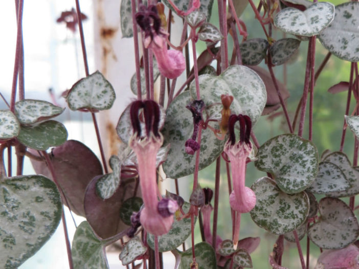 Ceropegia woodii