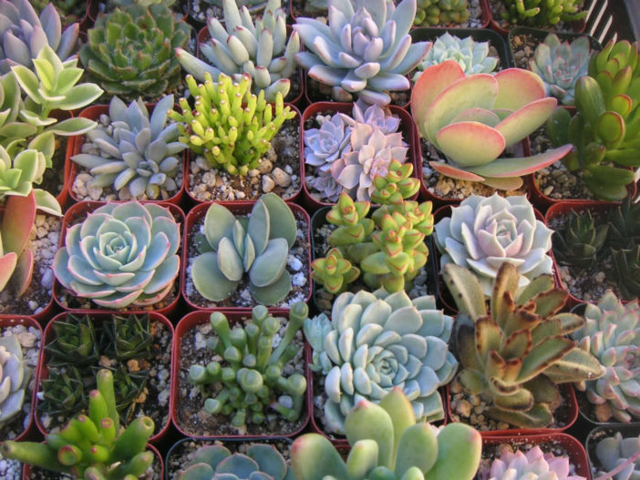 How to Fertilize Succulents