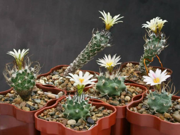 Turbinicarpus