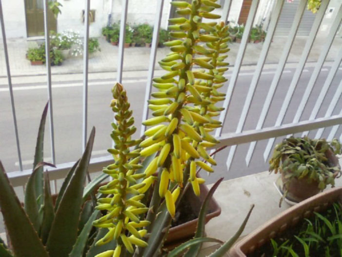 Tricks For Getting Your Indoor Aloe Vera Plant To Bloom World Of