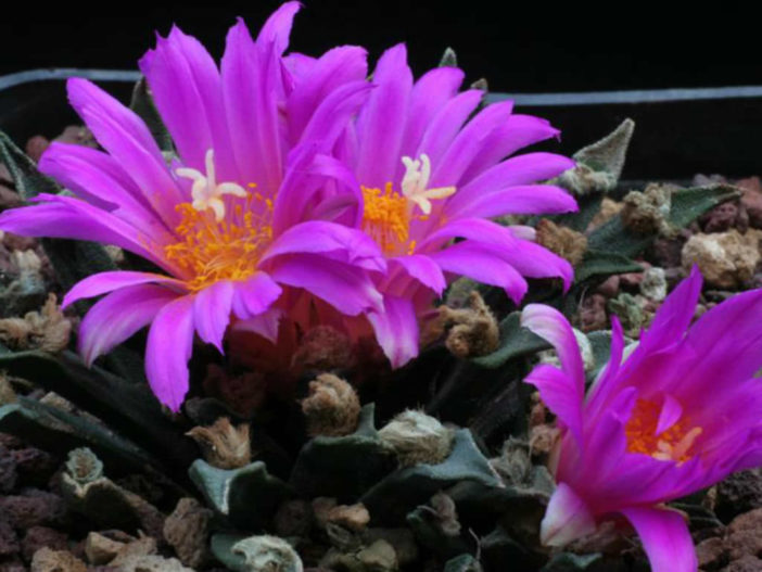 Ariocarpus agavoides اريوكاربوتس اجافويدس Ariocarpus-agavioides-Tamaulipas-Living-Rock-Cactus2-702x527