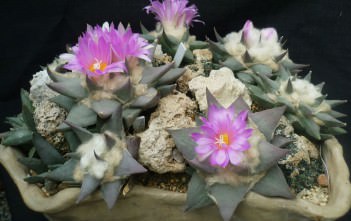 Myths and Truths about Ariocarpus Ariocarpus confusus