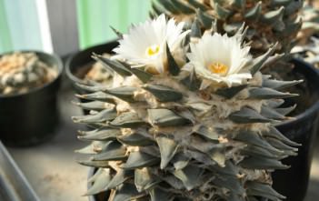 Ariocarpus retusus (Star Rock) Ariocarpus retusus (Star Rock)
