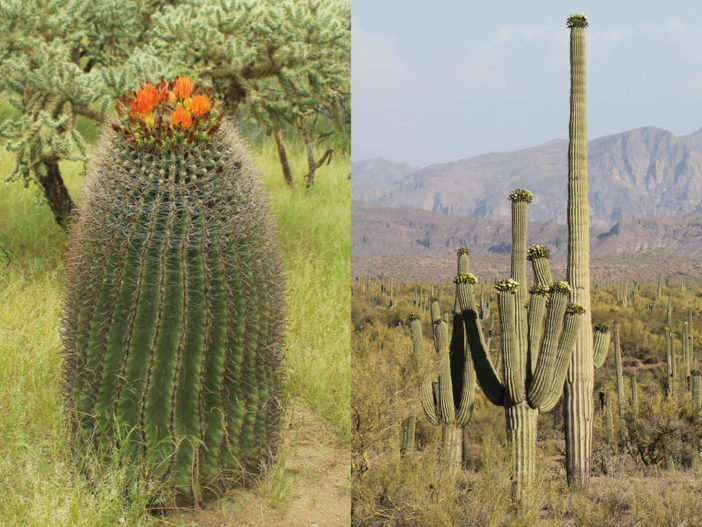 Difference Between Barrel Cactus and Saguaro Cactus