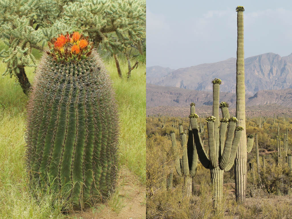 Difference Between Barrel Cactus And Saguaro Cactus World Of Succulents