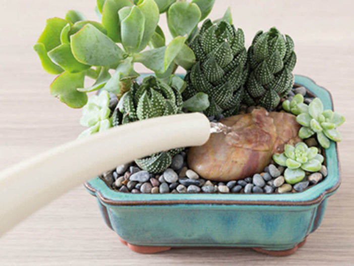 Cacti and Succulents Do Like Water | World of Succulents