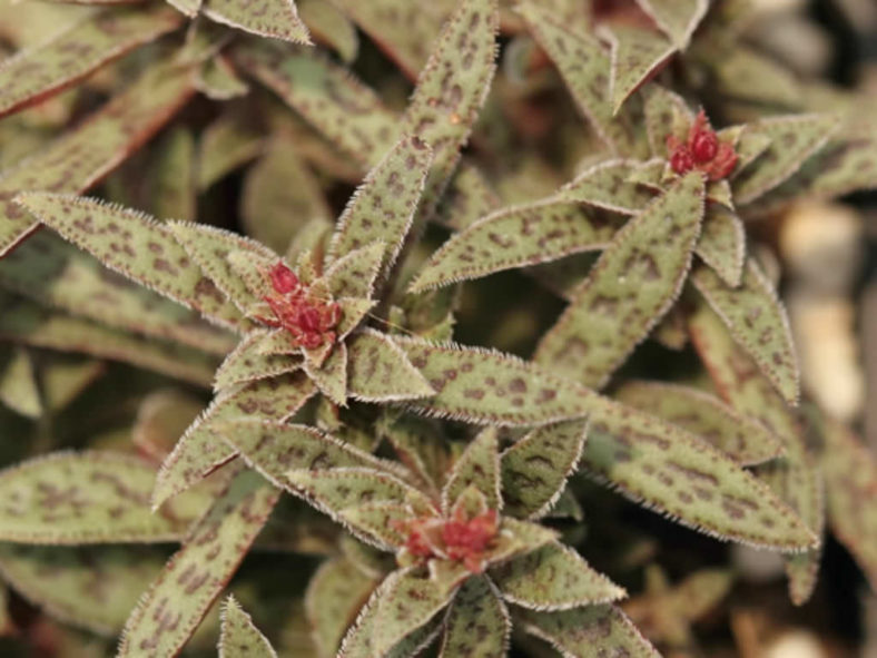 Crassula exilis subsp. picturata