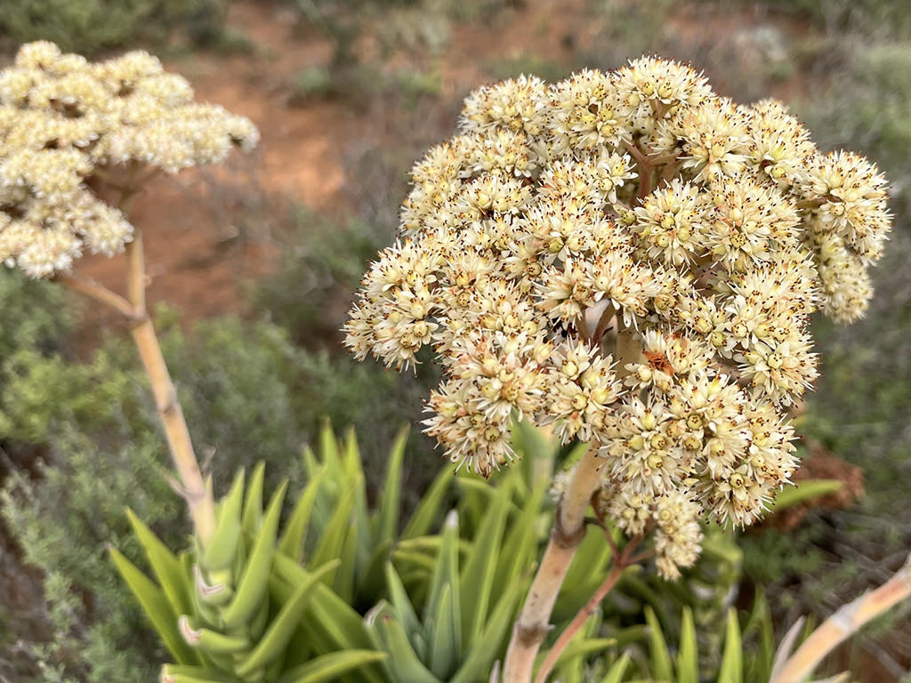 Crassula Perfoliata World Of Succulents